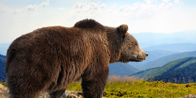 Grizzly Bear, a Dangerous Wildlife Threat