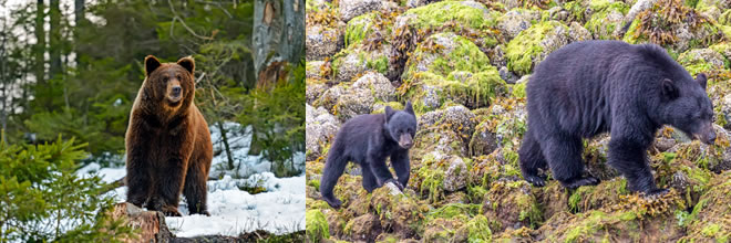 Grizzly Bear and Black Bear Mother and Cubs