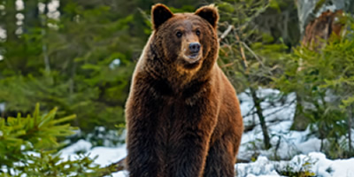 Grizzly Bear, Wildlife Threat Grizzly Bear, Wildlife Threat