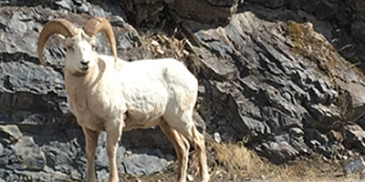Bighorn Sheep, Possible Wildlife Threat Bighorn Sheep, Possible Wildlife Threat